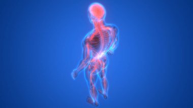 İnsan Sinir Sistemi Beyin Anatomisi Merkezi Organı. Üç Boyut