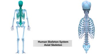 İnsan İskelet Sistemi Eksensel İskelet Anatomisi Posterior View. 3d