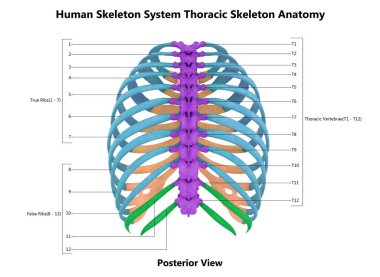 Ayrıntılı Etiket Anatomi Posterlik Görünümlü İnsan İskelet Sistemi. Üç Boyut