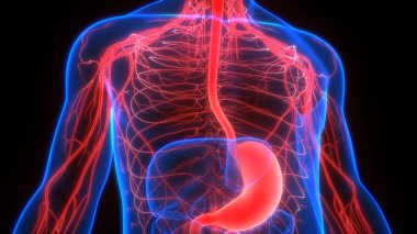 İnsan sindirim sistemi mide anatomisi. Üç Boyut