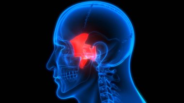 İnsan İskeleti Kafatası, Sfenoid Kemik Anatomisini Parçalar. Üç Boyut