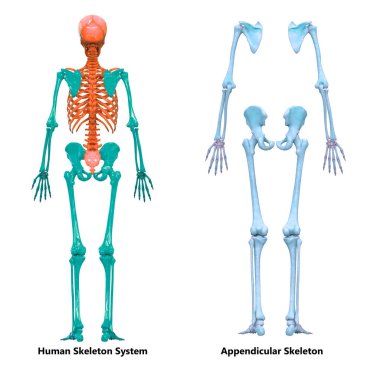 Human Skeleton System Appendicular Skeleton Anatomy Posterior View. 3D clipart