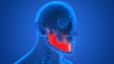 İnsan İskelet Sistemi Kafatası Kemiği Çene Kemiği Anatomisi. Üç Boyut