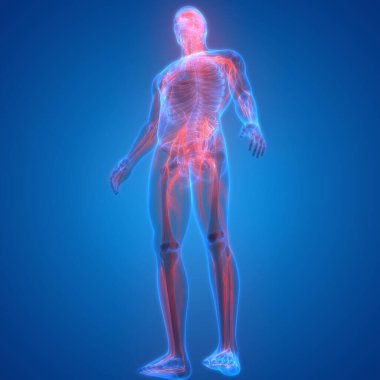 İnsan Sinir Sistemi Beyin Anatomisi Merkezi Organı. Üç Boyut