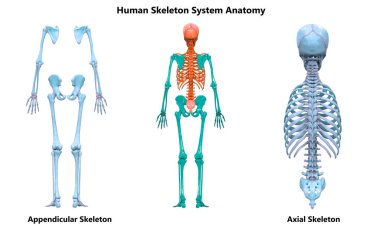 İnsan iskeleti eklentisi ve Axial İskelet Anatomisi Posterior View. Üç Boyut