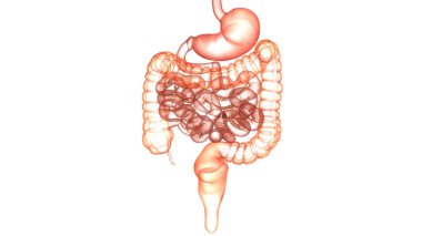 İnsan Sindirim Sistemi Anatomisi. Üç Boyut