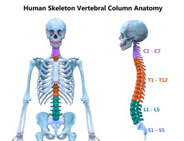 Vertebral Column of Human Skeleton System Anatomy. 3D clipart