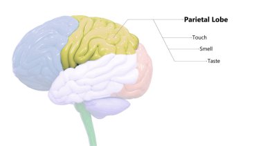 İnsan Sinir Sistemi Beyin Lobu Parietal Lob Anatomisi 'nin merkezi organı. Üç Boyut