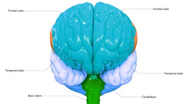 İnsan Sinir Sistemi Beyin Lobu 'nun merkezi organı. Detaylı Etiket Anatomisi. Üç Boyut