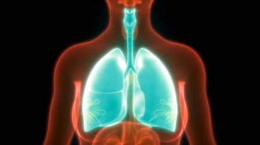 İnsan Solunum Sistemi Akciğerleri Anatomisi. Üç Boyut