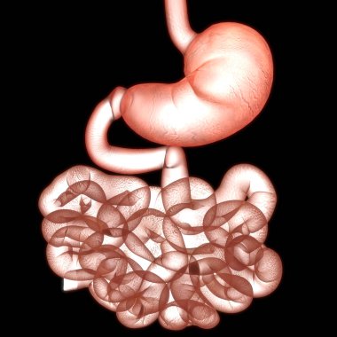 İnsan Sindirim Sistemi Anatomisi. Üç Boyut