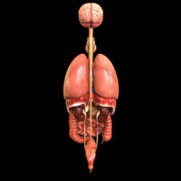 Human Digestive System Anatomy Posterior View — стокове фото