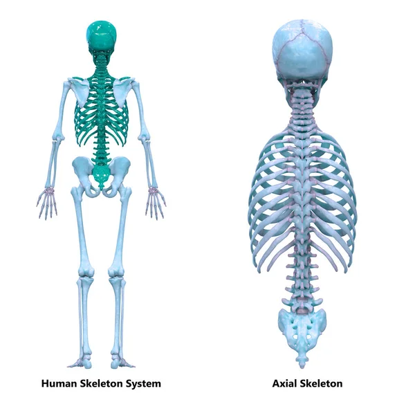 Sistema Esquelético Humano Esqueleto Axial Anatomía Vista Posterior —  Fotos de Stock