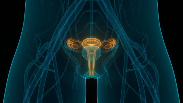 Anatomía Del Sistema Reproductivo Femenino — Foto de Stock