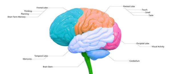 Κεντρικό Όργανο Του Ανθρώπινου Νευρικού Συστήματος Λόμπες Εγκεφάλου Λεπτομερείς Ετικέτες — Φωτογραφία Αρχείου