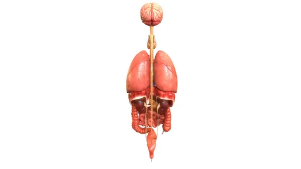 Human Complete Internal Organs Anatomy Posterior View — Stockfoto