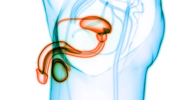 Erkek Üreme Sistemi Anatomisi Boyut — Stok fotoğraf