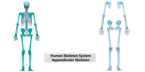 Sistema Esquelético Humano Anatomía Esquelética Apendicular Vista Posterior —  Fotos de Stock