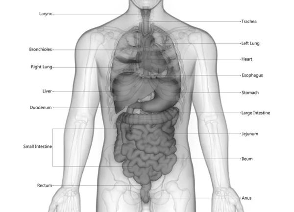 Menselijke Interne Organen Beschreven Met Labels Anatomie — Stockfoto