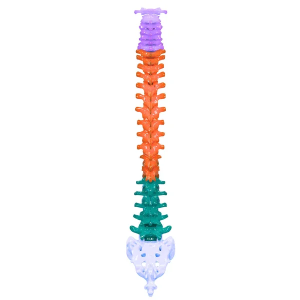 Coluna Vertebral Anatomia Sistema Esqueleto Humano — Fotografia de Stock