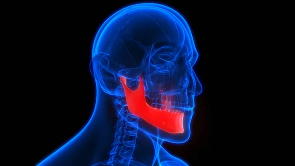 人体骨骼系统骷髅骨部分下颌骨解剖 — 图库照片