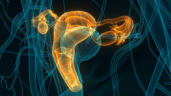 Female Reproductive System Anatomy. 3D