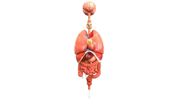 Mänskliga Kompletta Inre Organ Anatomi Posterior View Tredimensionell — Stockfoto