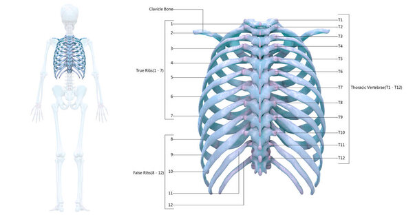 Human Skeleton System Thoracic Skeleton with Detailed Labels Anatomy. 3D