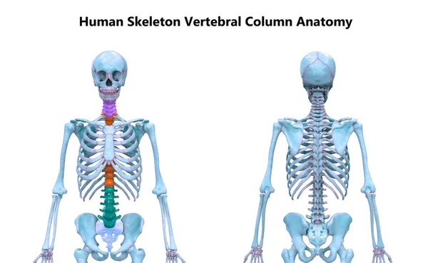 人体骨骼系统的椎体柱解剖 — 图库照片