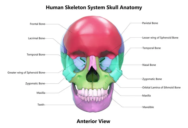 Sistema Esqueleto Humano Caveira Peças Com Etiquetas Anatomia Vista Anterior — Fotografia de Stock