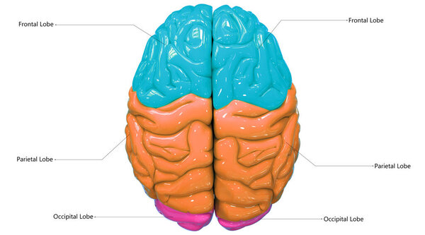 Central organ of Human Nervous System Brain Lobes with detailed Labels Anatomy. 3D