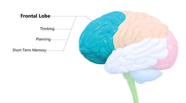 Centraal Orgaan Van Het Menselijk Zenuwstelsel Hersenkwabben Met Gedetailleerde Labels — Stockfoto