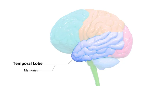 Órgano Central Del Lóbulo Cerebral Del Sistema Nervioso Humano —  Fotos de Stock