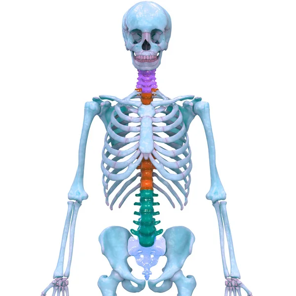 人体骨骼系统的椎体柱解剖 — 图库照片