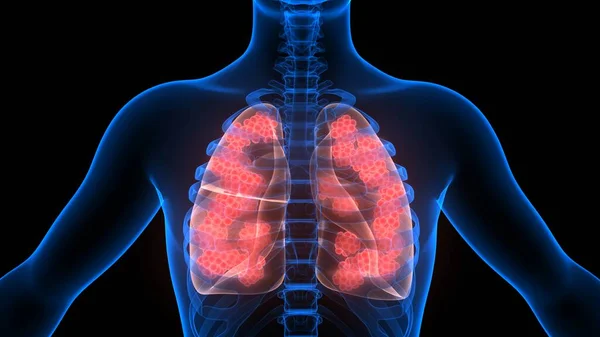 Human Respiratory System Lungs Anatomy — Stock Photo, Image