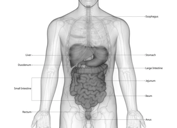 Anatomía Del Sistema Digestivo Humano — Foto de Stock