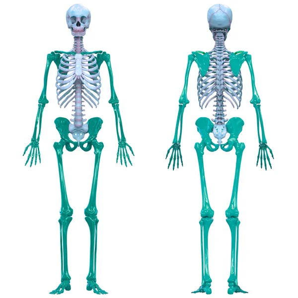 Human Skeleton System Appendix Skelet Anatomie Posterior View — Stockfoto