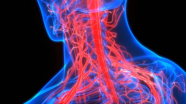 Central Organ of Human Nervous System Brain Anatomy. 3D