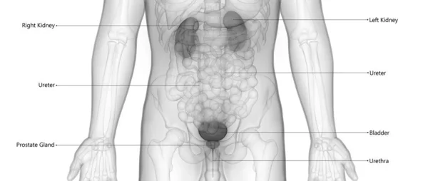 用标记解剖描述的带有膀胱的人类泌尿系统肾 — 图库照片