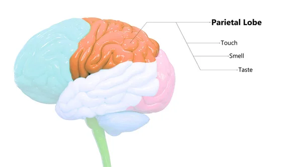 Organe Central Lobe Cérébral Système Nerveux Humain — Photo
