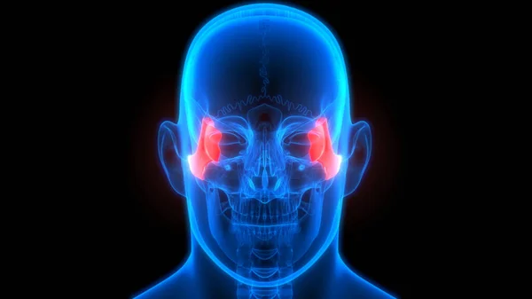 Nsan Iskeleti Kafatası Parça Parça Elmacık Kemiği Anatomisi — Stok fotoğraf