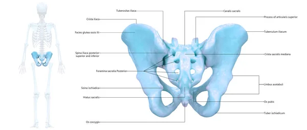 Menselijk Skelet Systeem Pelvis Botgewrichten Met Gedetailleerde Etiketten Anatomie — Stockfoto