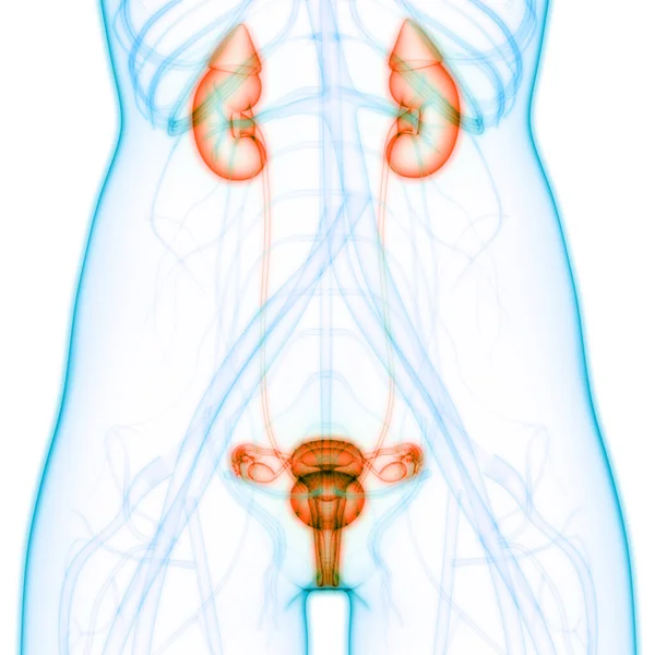 Ilustração Órgãos Corpo Humano Rins — Fotografia de Stock