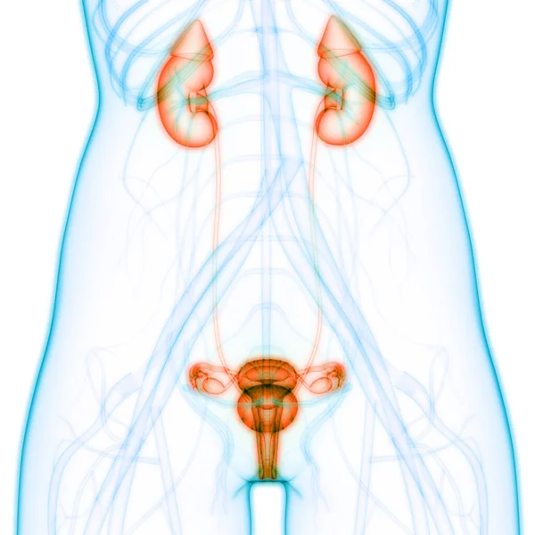 Illustratie Van Het Menselijk Lichaam Organen Nieren — Stockfoto