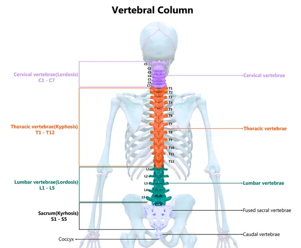 Kręgosłup Ludzkiej Anatomii Układu Szkieletowego — Zdjęcie stockowe