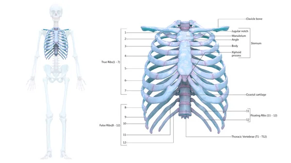 Système Squelettique Humain Squelette Thoracique Avec Étiquettes Détaillées Anatomie — Photo
