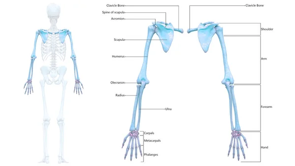 Sistema Esquelético Humano Miembros Superiores Articulaciones Óseas Con Etiquetas Detalladas — Foto de Stock