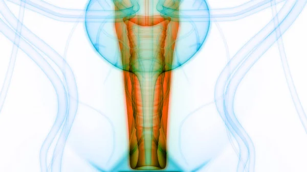 女性内脏生殖系统解剖 — 图库照片