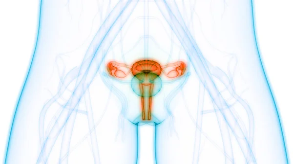 Kvinnlig Reproduktionsanatomi Tredimensionell — Stockfoto