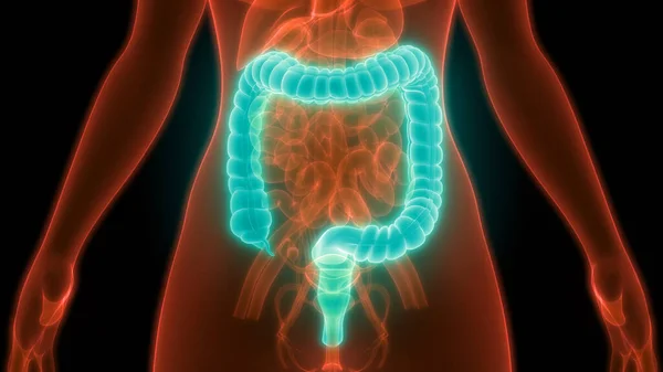 Anatomía Del Intestino Grueso Del Sistema Digestivo Humano — Foto de Stock